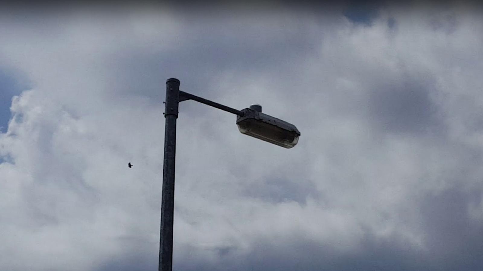 White-tailed Sea Eagle Diving for Prey, Portumna Galway